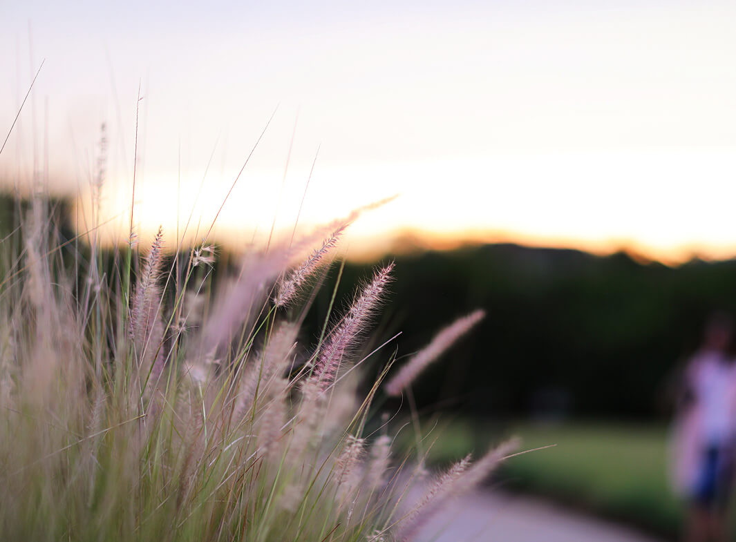 Feines Gras mit rosa Ähren vor Dämmerungshimmel.